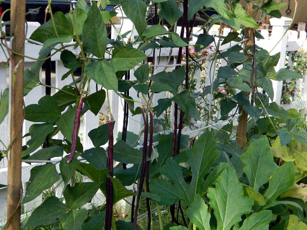 Photo of Yardlong Bean (Vigna sesquipedalis 'Red Noodle') uploaded by wildflowers