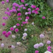 Grown from seed labeled Armeria x formosa 'Joystick Series'