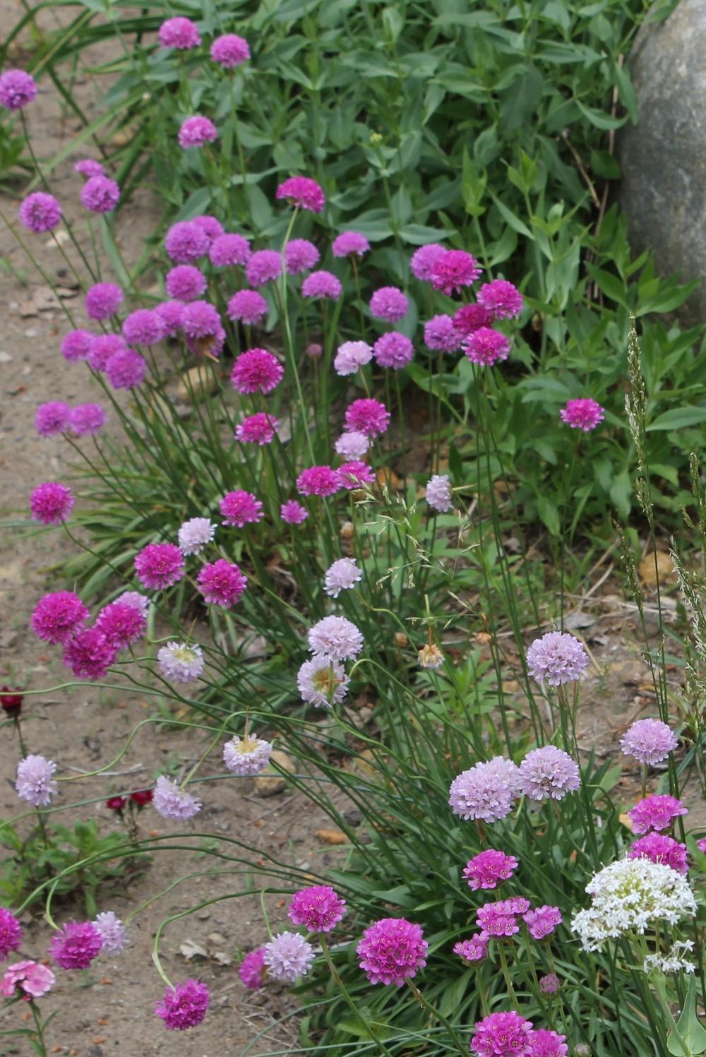 Photo of Plantain Thrift (Armeria pseudarmeria) uploaded by Meredith79