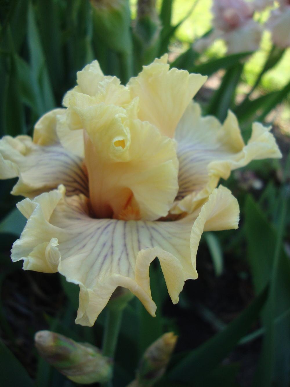 Photo of Tall Bearded Iris (Iris 'Cotillion Gown') uploaded by Paul2032