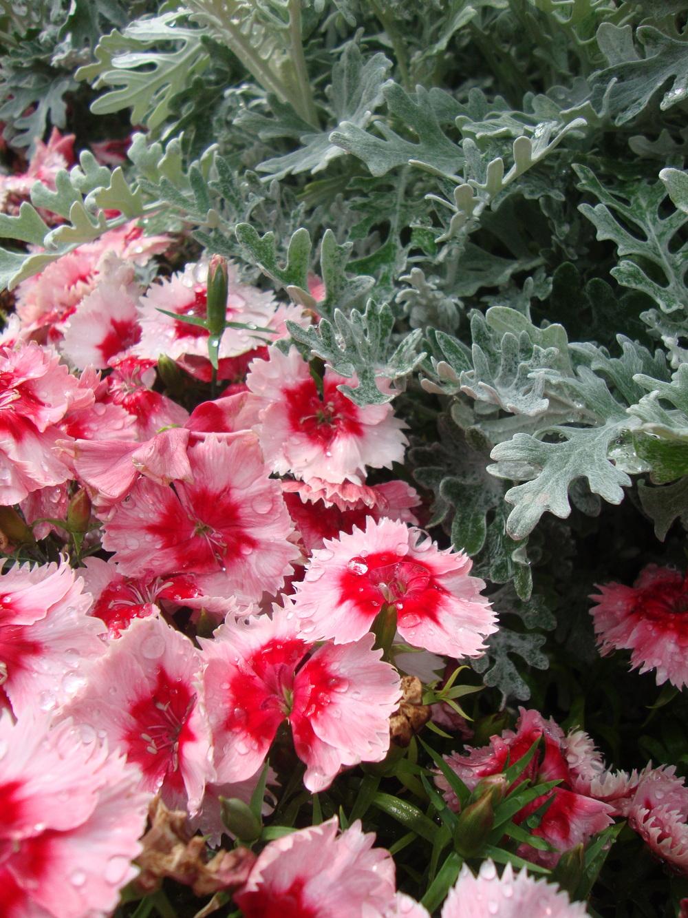 Photo of Dianthus Super Parfait™ Strawberry uploaded by Paul2032