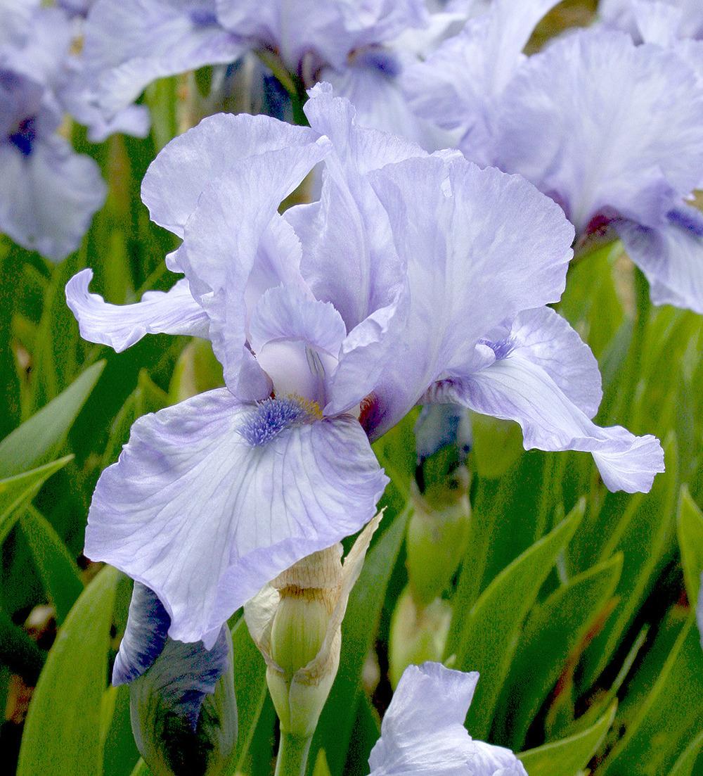 Photo of Intermediate Bearded Iris (Iris 'Az Ap') uploaded by Pwinget
