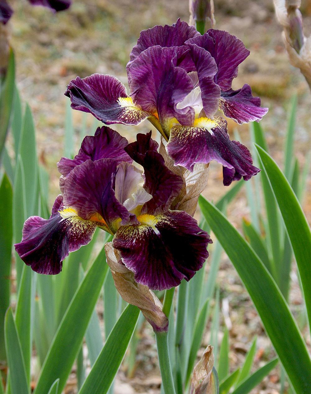 Photo of Intermediate Bearded Iris (Iris 'Oblivion') uploaded by Pwinget