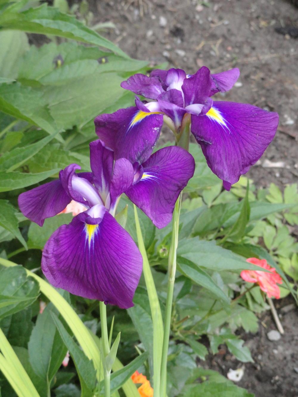Photo of Japanese Iris (Iris ensata 'Jodlesong') uploaded by SunnyBorders