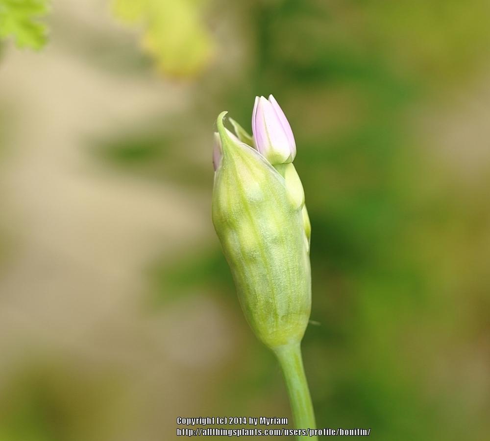 Photo of One-leaf Onion (Allium unifolium) uploaded by bonitin