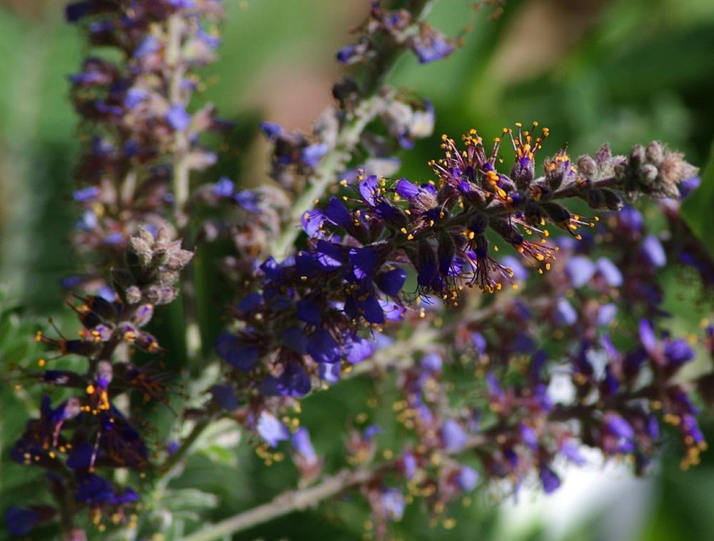 Photo of Leadplant (Amorpha canescens) uploaded by dirtdorphins