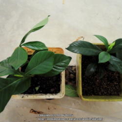 Location: my garden; 
Date: 2014-07-08
Rooted cuttings