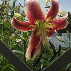 Location: Lily fence - full sun
Date: 2010-0710