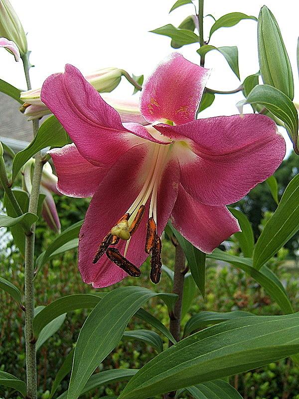 Photo of Lily (Lilium 'Robina') uploaded by pirl