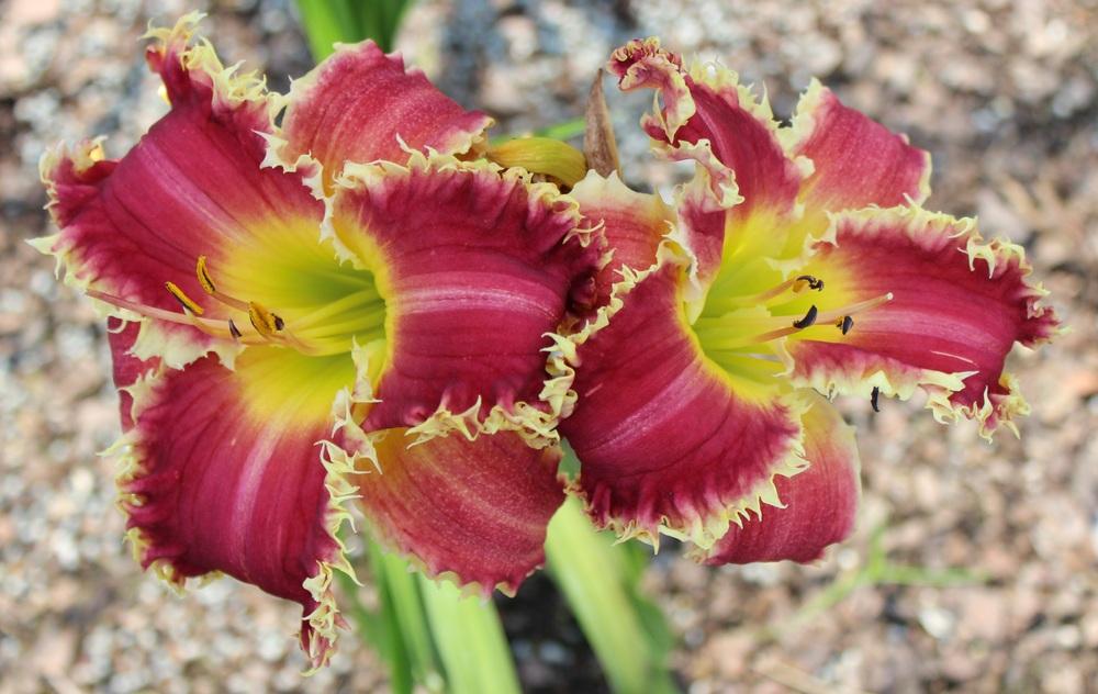 Photo of Daylily (Hemerocallis 'Shark Infested Waters') uploaded by tink3472