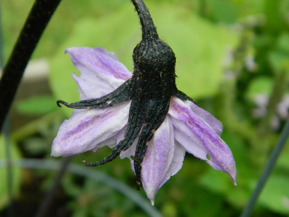 Photo of Eggplant (Solanum melongena 'Japanese Millionaire') uploaded by wildflowers