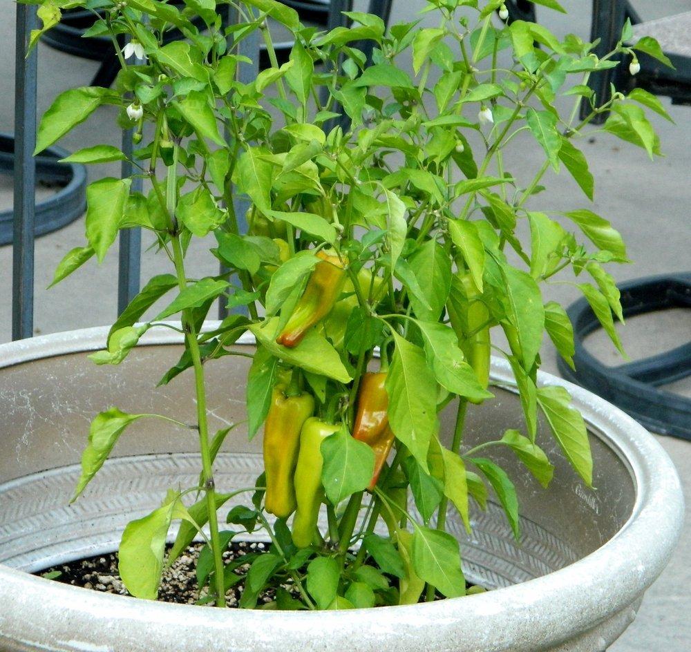 Photo of Hot Pepper (Capsicum annuum 'Aleppo') uploaded by wildflowers