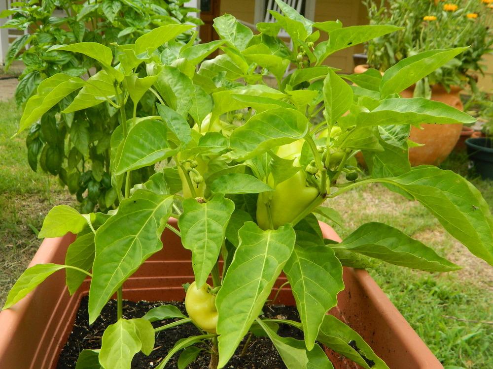 Photo of Bell Pepper (Capsicum annuum 'Diamond') uploaded by wildflowers