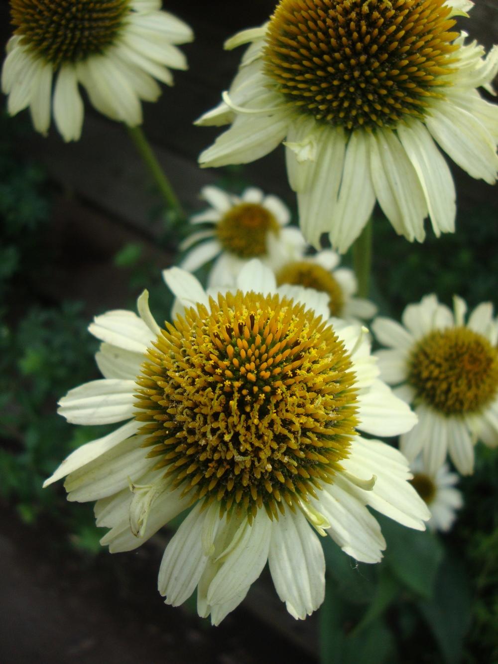 Photo of Coneflower (Echinacea Butterfly™  Cleopatra) uploaded by Paul2032