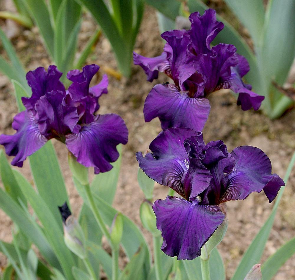 Photo of Miniature Tall Bearded Iris (Iris 'Night Spirit') uploaded by Pwinget