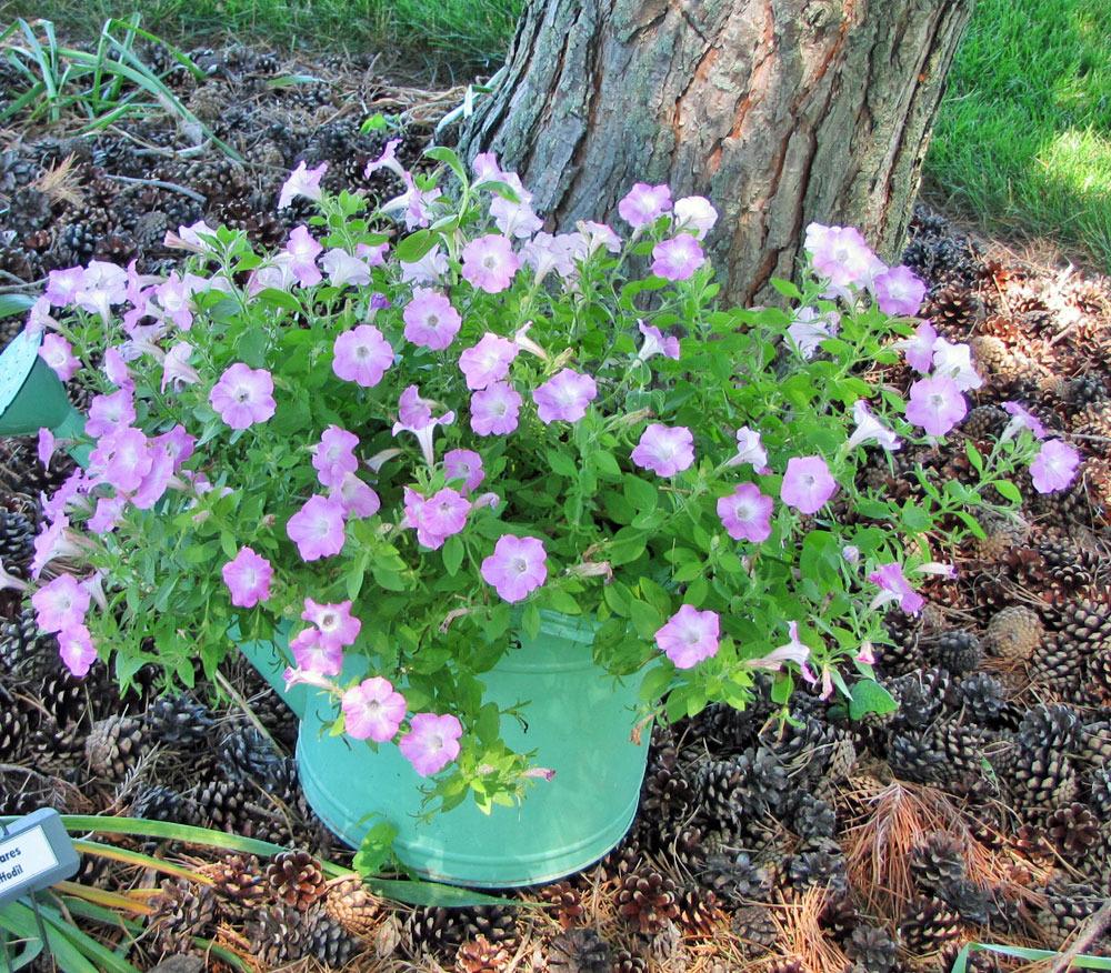 Photo of Multiflora Spreading/Trailing Petunia (Petunia Supertunia® Pink Charm) uploaded by TBGDN
