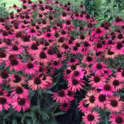 Location: Medina, TN
Date: July 10, 2014
Echinacea 'Glowing Dream' in a mass planting looks great. Notice 