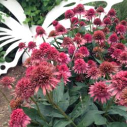 Location: Medina, TN
Date: July 10, 2014
Echinacea 'Supreme Flamingo' lost its pop in the summer when the 