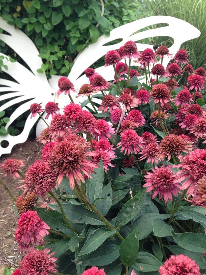 Photo of Coneflower (Echinacea Supreme™ Flamingo) uploaded by clintbrown