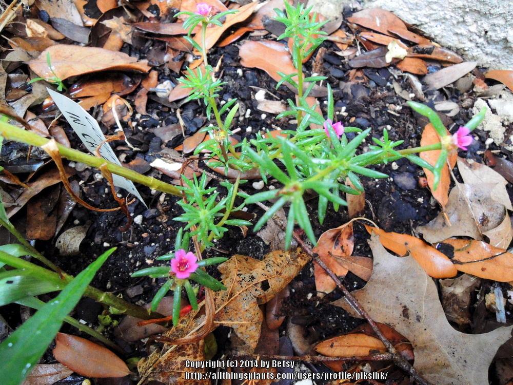 Photo of Kiss Me Quick (Portulaca pilosa) uploaded by piksihk