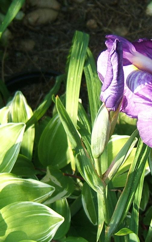 Photo of Japanese Iris (Iris ensata 'Greywoods Zebrina') uploaded by pirl
