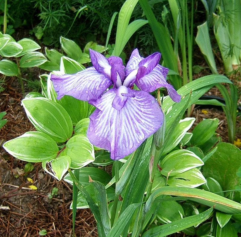 Photo of Japanese Iris (Iris ensata 'Greywoods Zebrina') uploaded by pirl