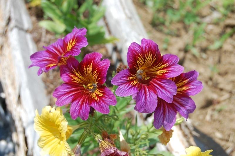 Photo of Painted Tongue (Salpiglossis sinuata) uploaded by pixie62560