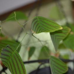 Location: Houseplant growing in Pa. 
Foliage can dry out with out the proper humidity.