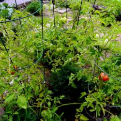 Location: Northeastern, Texas
Date: 2014-06-26
Determinate tomato, plants get about three or so feet tall.