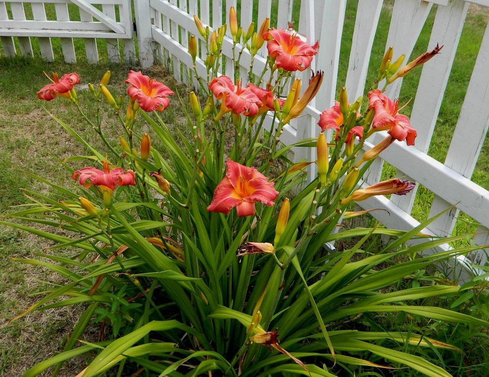 Photo of Daylily (Hemerocallis 'Jay') uploaded by wildflowers