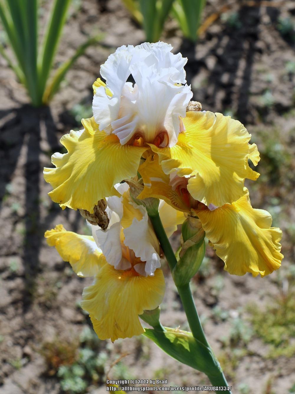Photo of Tall Bearded Iris (Iris 'Stay Stylish') uploaded by ARUBA1334