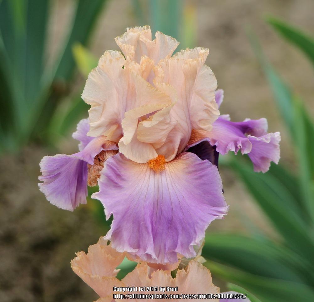 Photo of Tall Bearded Iris (Iris 'Discovered Treasure') uploaded by ARUBA1334