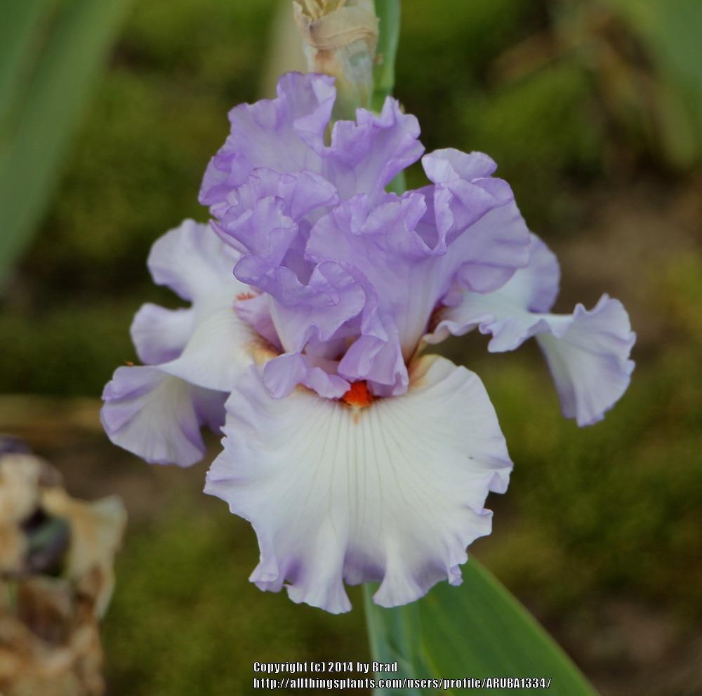 Photo of Tall Bearded Iris (Iris 'Code Blue') uploaded by ARUBA1334