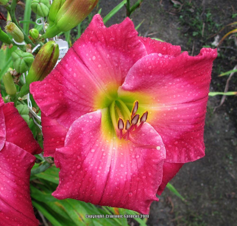 Photo of Daylily (Hemerocallis 'Crintonic In Living Color') uploaded by daylily