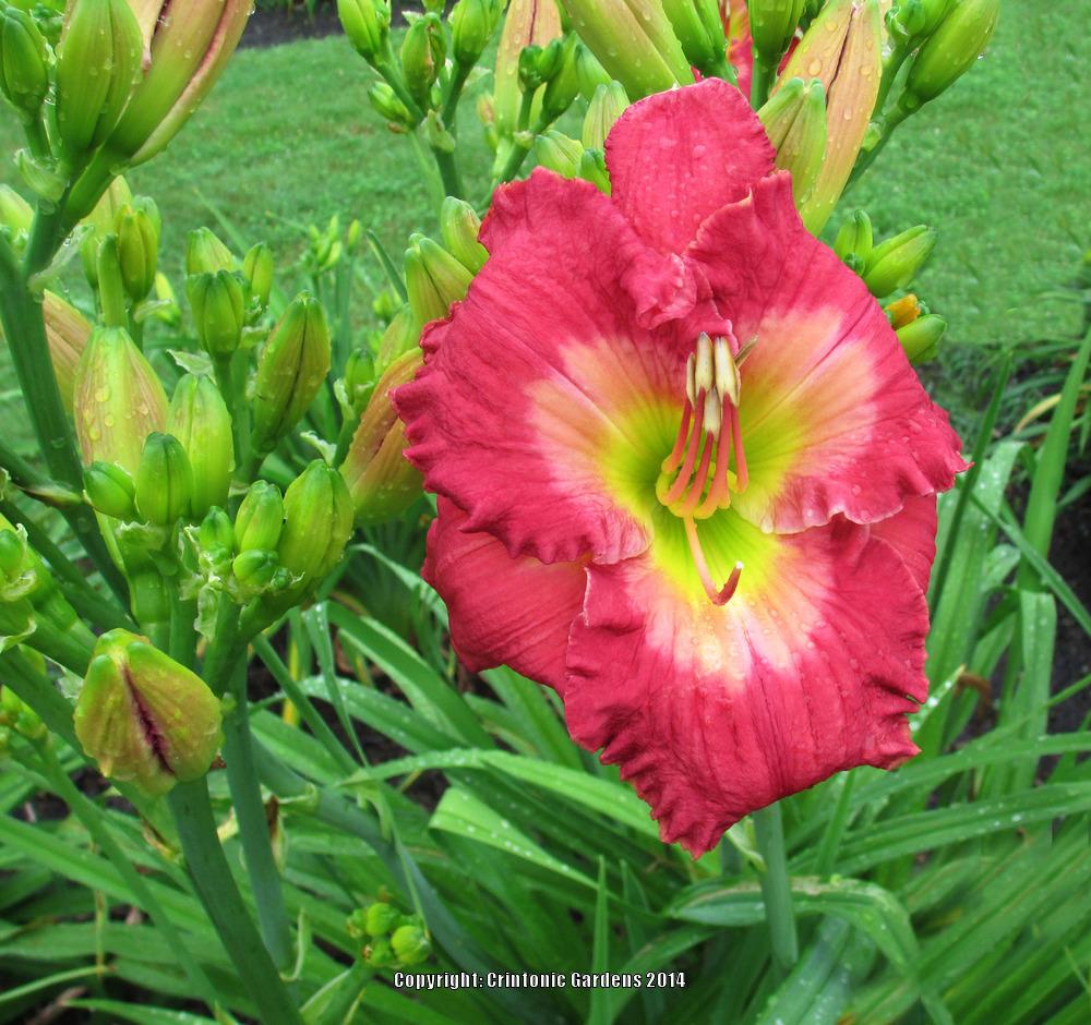 Photo of Daylily (Hemerocallis 'Occupy Your Garden') uploaded by daylily