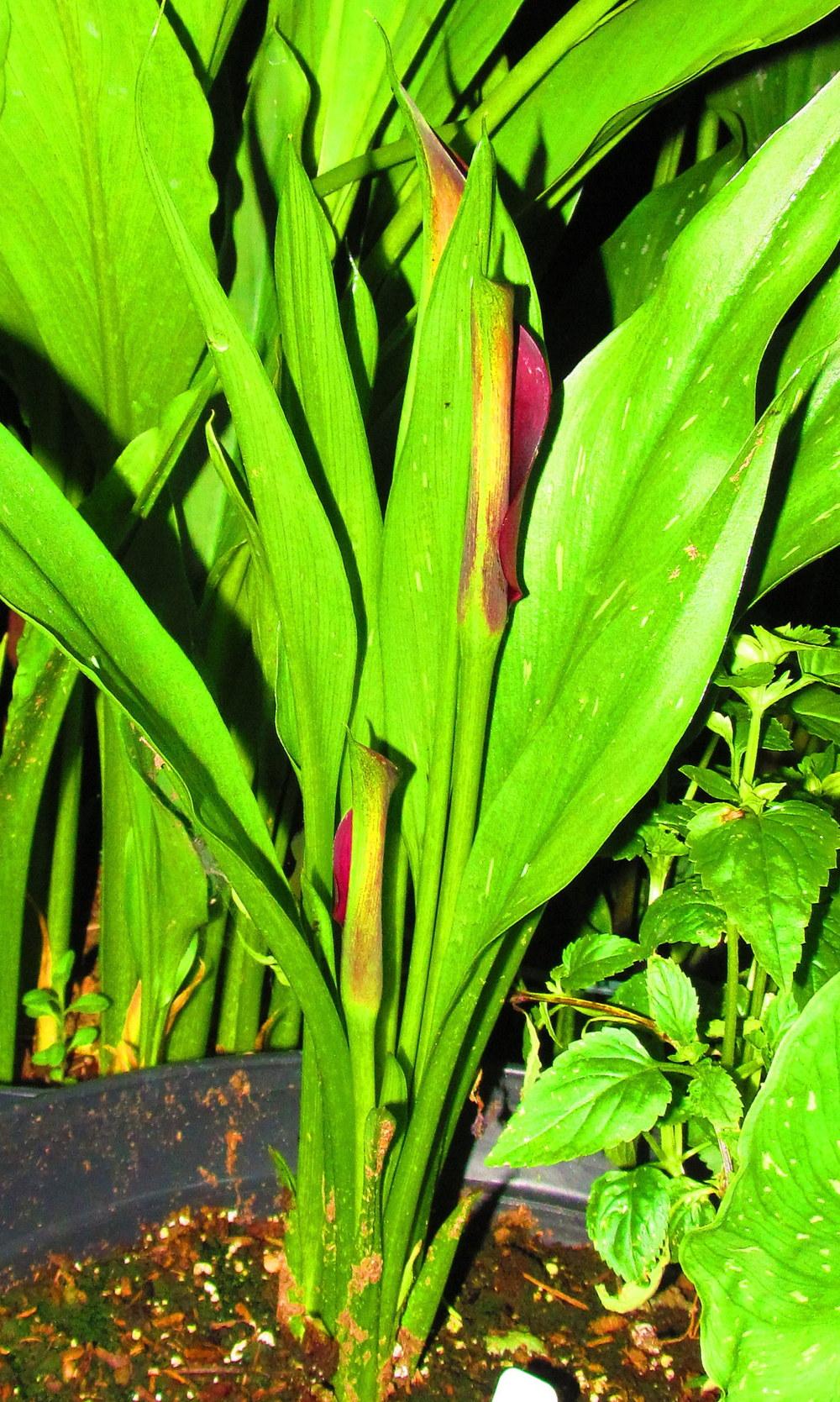 Photo of Calla Lily (Zantedeschia pentlandii 'Schwarzwalder') uploaded by jmorth