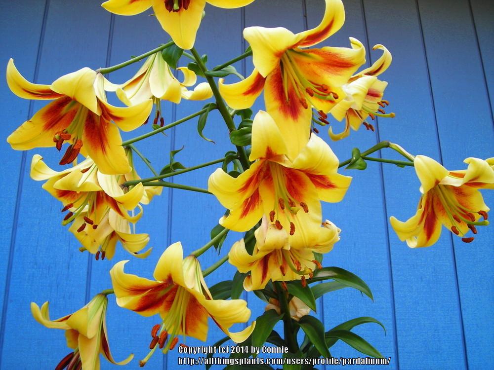 Photo of Lily (Lilium 'Northern Dazzle') uploaded by pardalinum