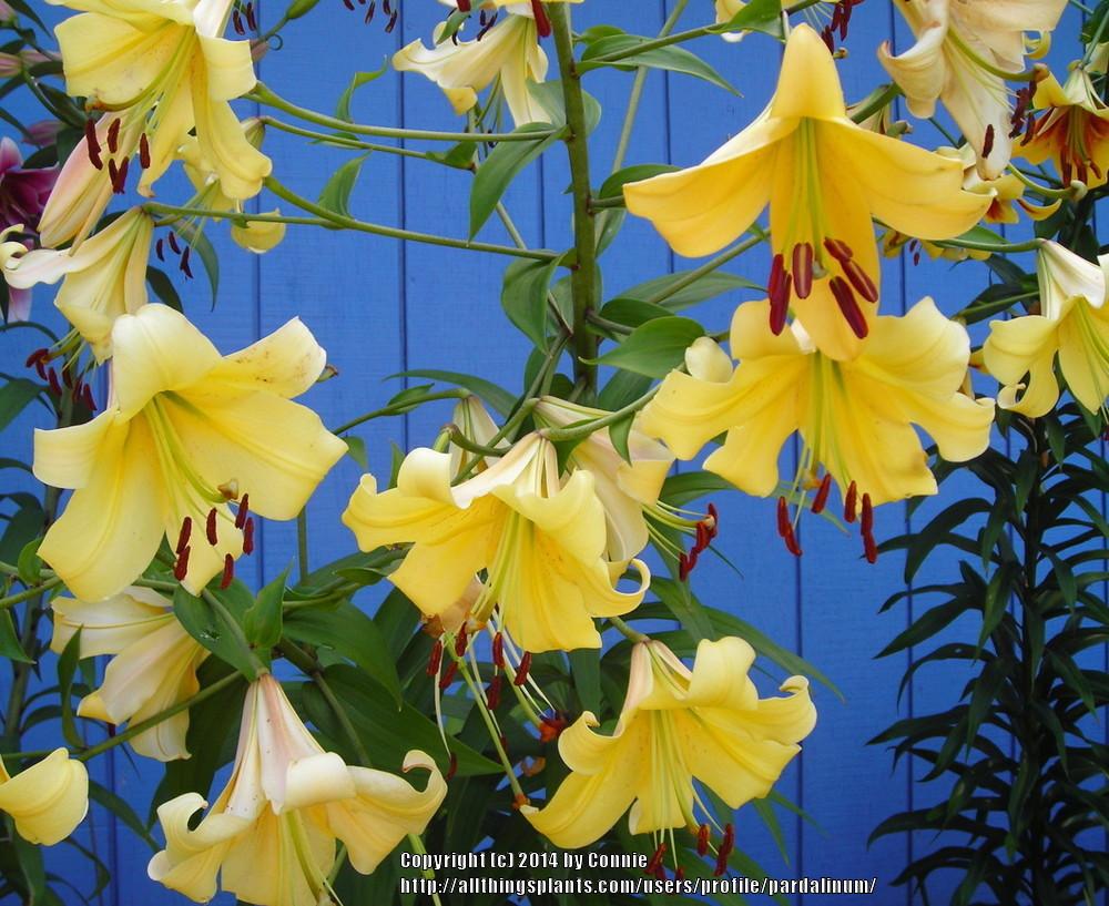 Photo of Lily (Lilium 'Northern Delight') uploaded by pardalinum