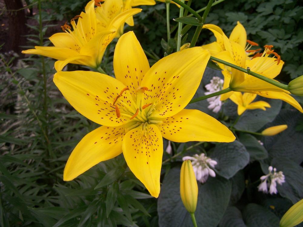 Photo of Lilies (Lilium) uploaded by petruske