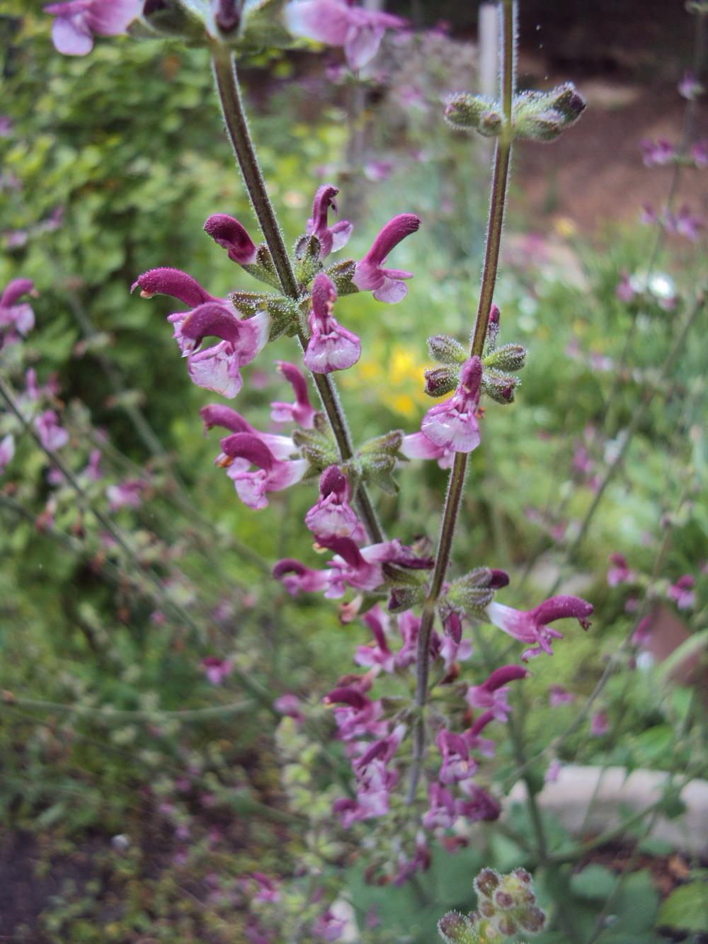 Photo of Salvia (Salvia viscosa) uploaded by poisondartfrog