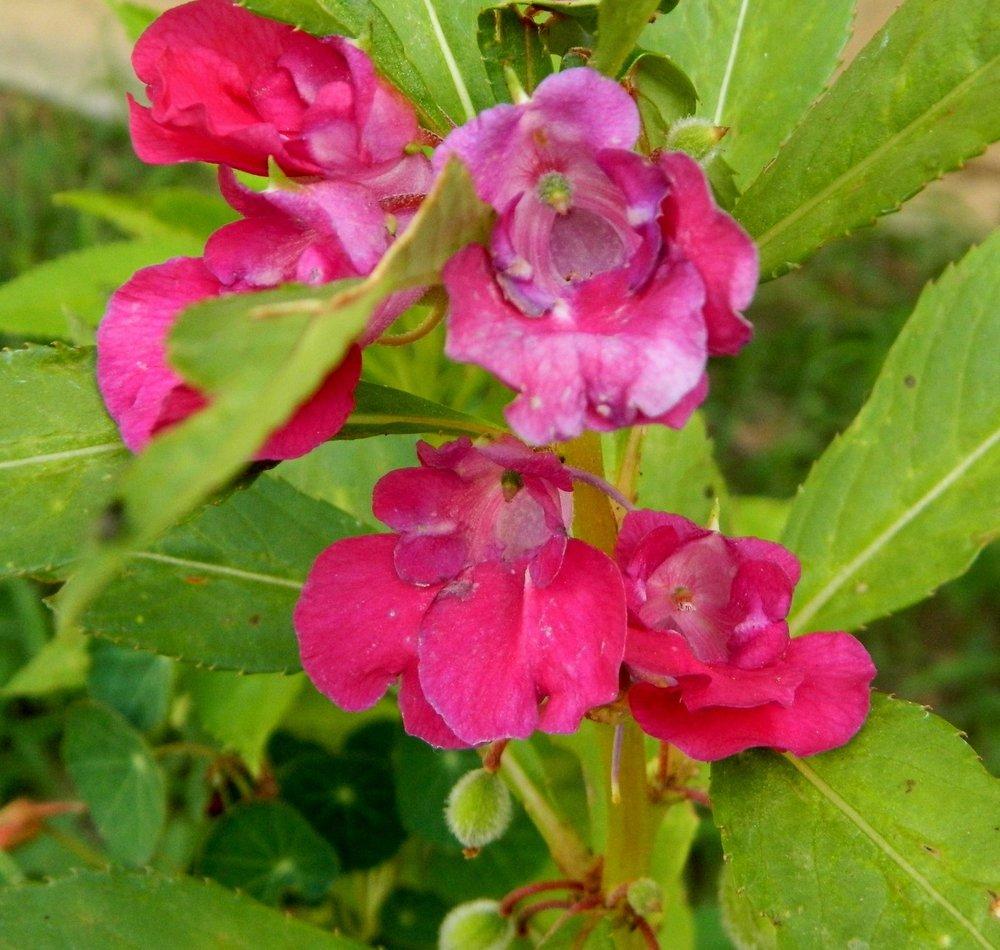Photo of Balsam (Impatiens balsamina 'Camellia Flowered Mix') uploaded by wildflowers