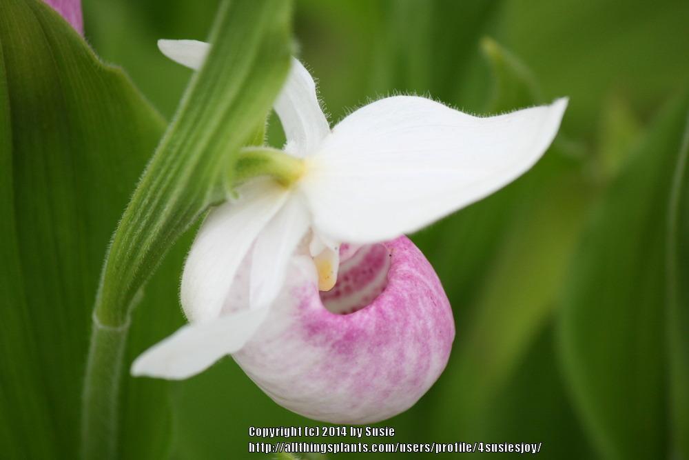 Photo of Showy Lady's Slipper Orchid (Cypripedium reginae) uploaded by 4susiesjoy