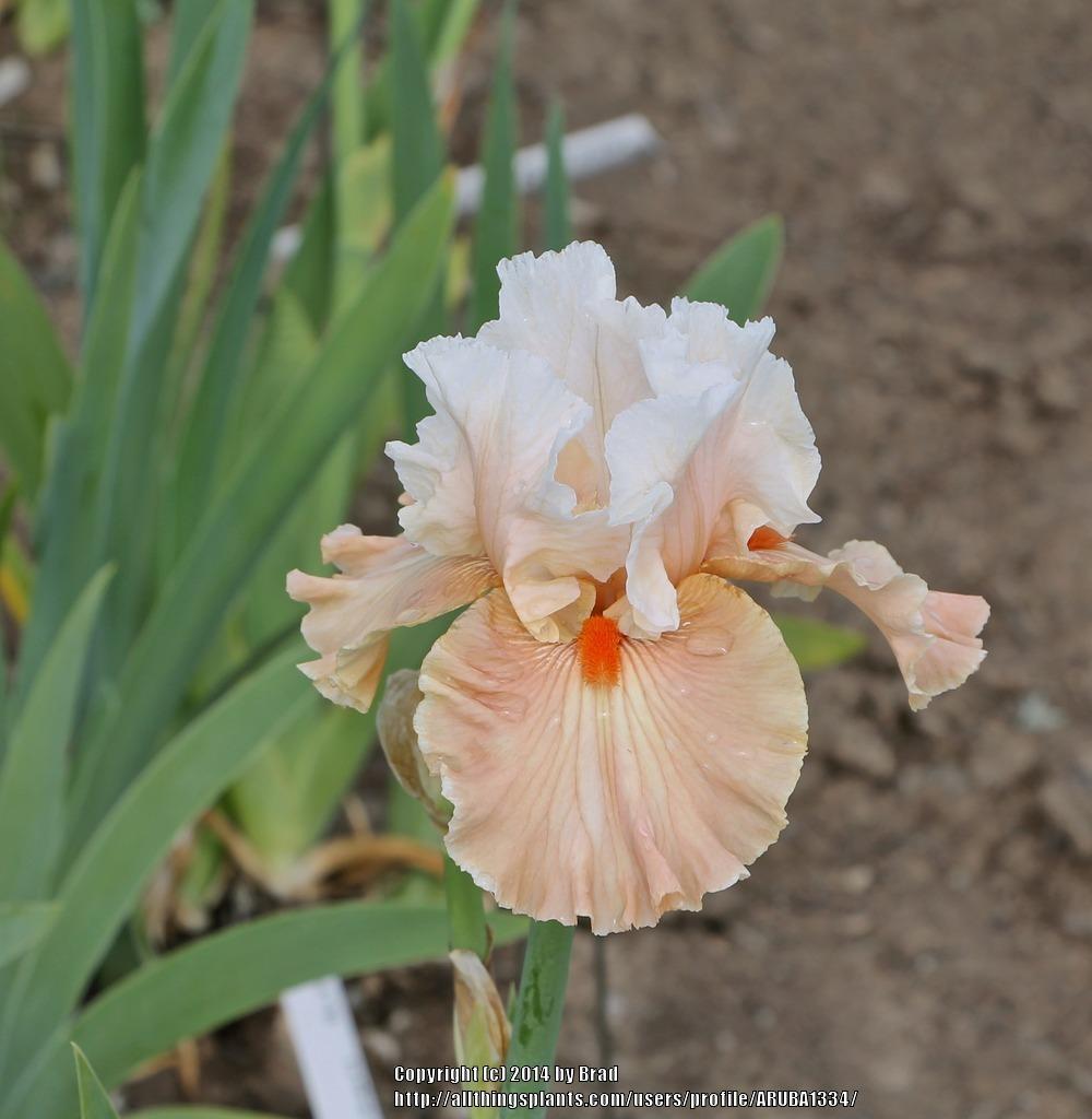Photo of Tall Bearded Iris (Iris 'Bashful Princess') uploaded by ARUBA1334