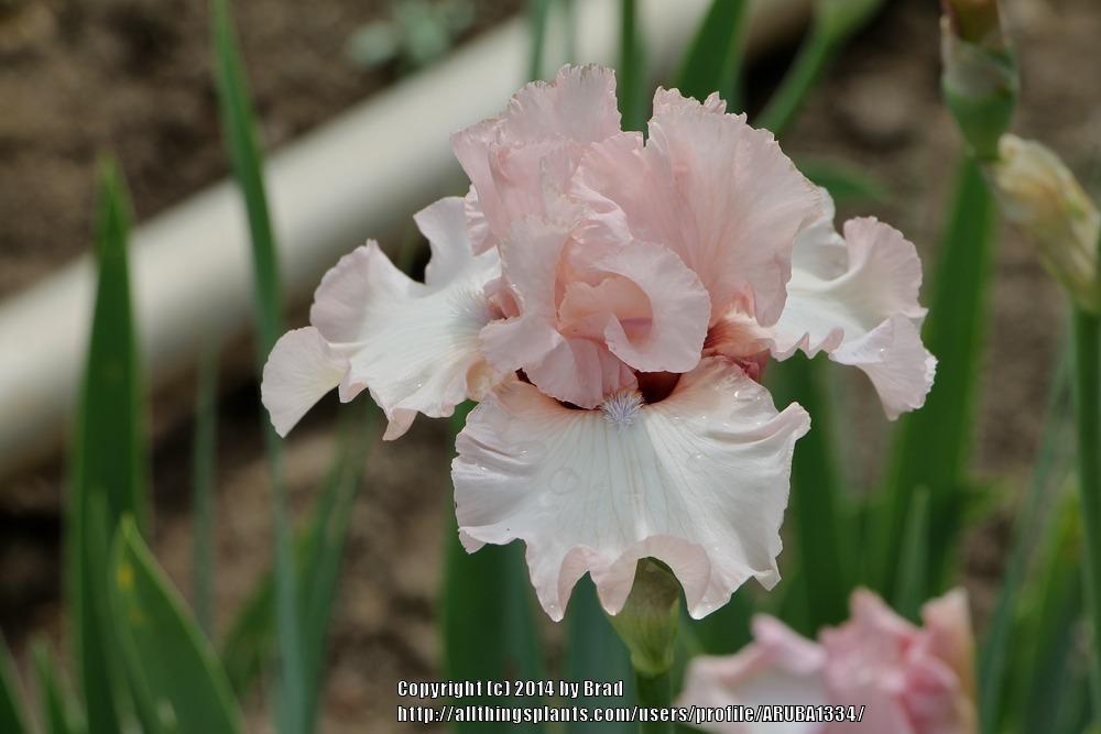 Photo of Tall Bearded Iris (Iris 'One Last Kiss') uploaded by ARUBA1334
