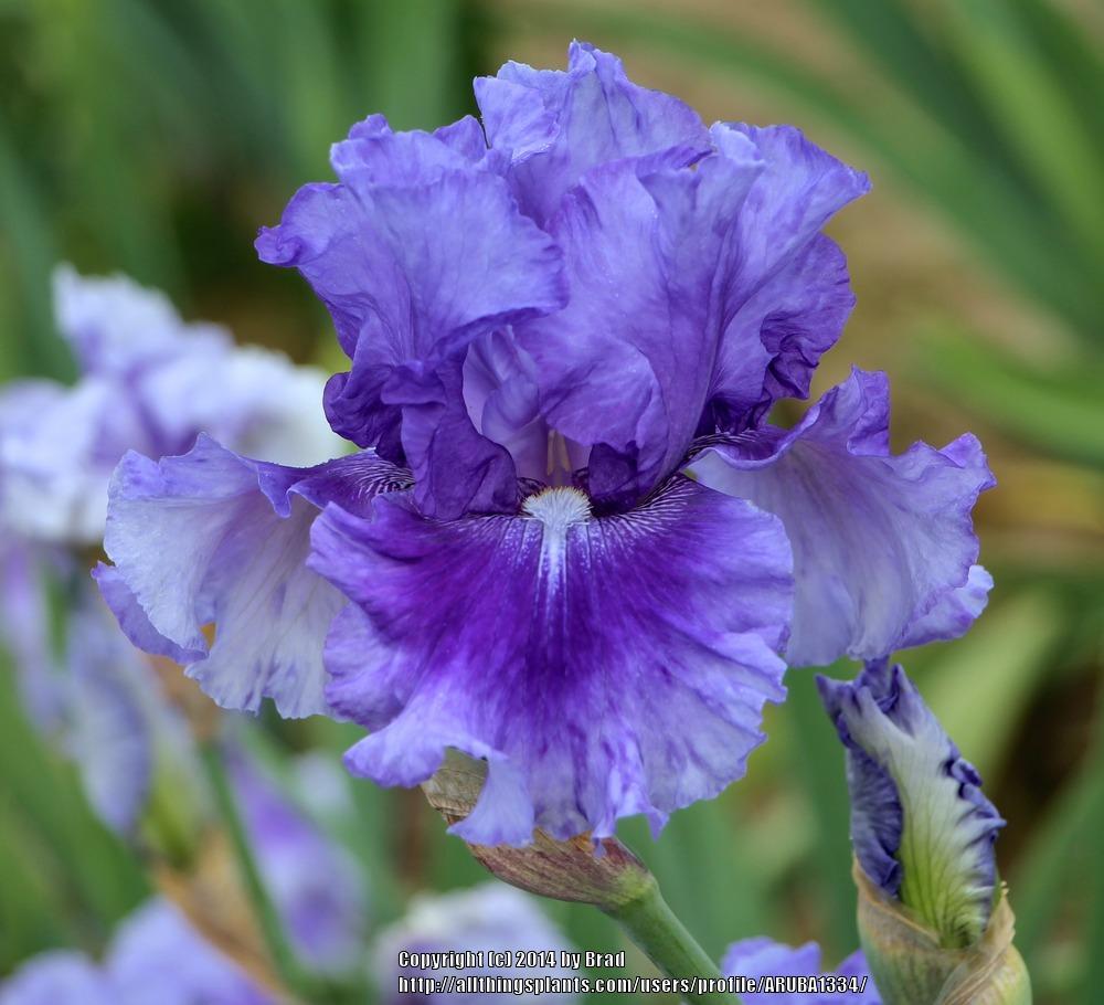 Photo of Tall Bearded Iris (Iris 'No Count Blues') uploaded by ARUBA1334
