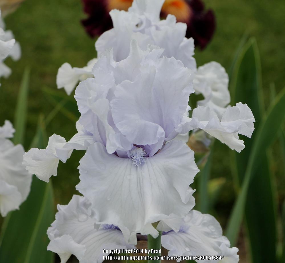 Photo of Tall Bearded Iris (Iris 'After the Rain') uploaded by ARUBA1334