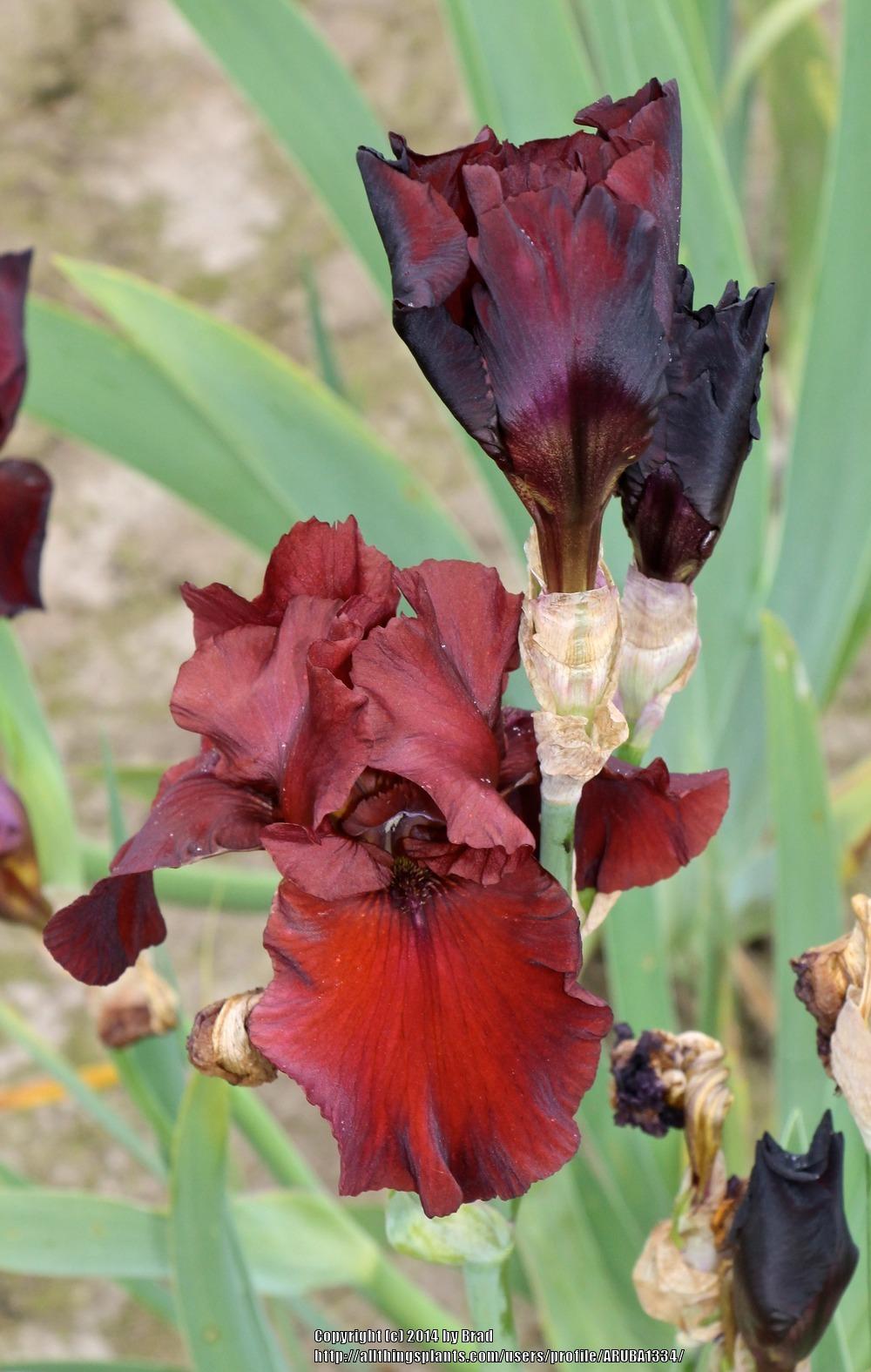 Photo of Tall Bearded Iris (Iris 'Red Dirt Road') uploaded by ARUBA1334