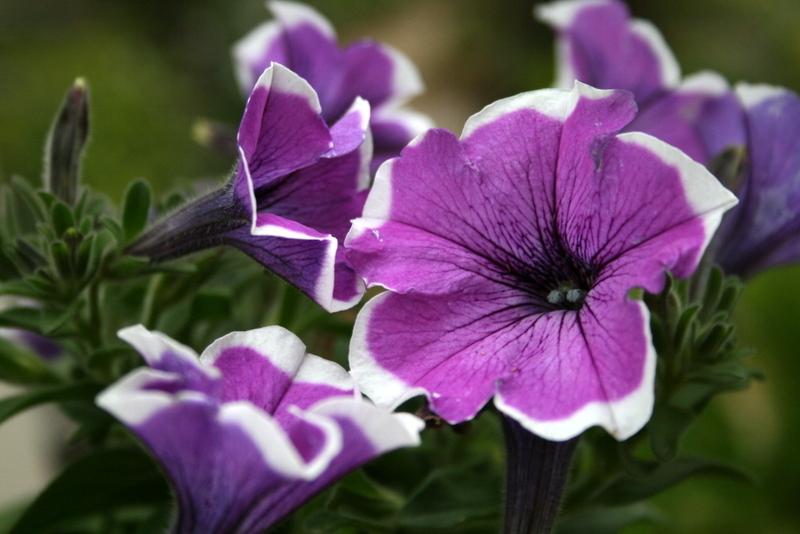 Photo of Petunia Ragtime uploaded by Calif_Sue