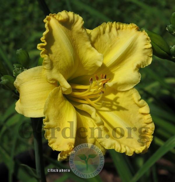 Photo of Daylily (Hemerocallis 'Polly Wolly Doodle') uploaded by Char