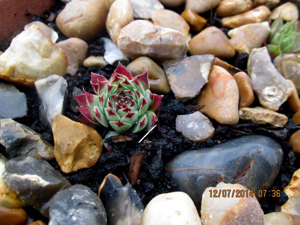 Photo of Hen and Chicks (Sempervivum calcareum from Guillaumes) uploaded by PiaLouiseSourvi
